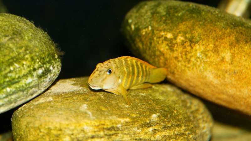 Eretmodus marksmithi 'Milima Island'